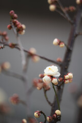早春の梅