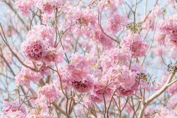 Tabebuia rosea Flower. Background. Close Up