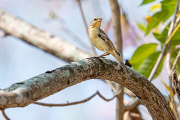 Plain-backed Sparrow (Passer flaveolus). Bird on the tree