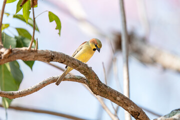 Plain-backed Sparrow (Passer flaveolus). Bird on the tree
