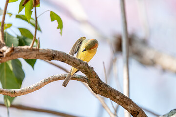 Plain-backed Sparrow (Passer flaveolus). Bird on the tree
