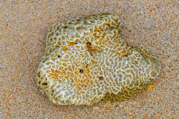 Pakarang Cape beach dead coral corals shells shell mussels Thailand.