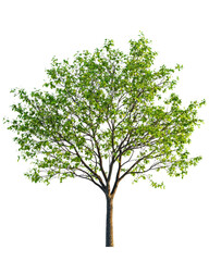 Obraz premium Deciduous tree with lush green foliage