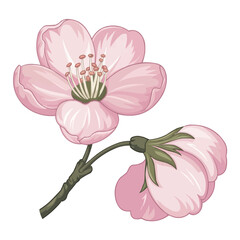 Pink Rose Isolated on White Background Vector Illustration