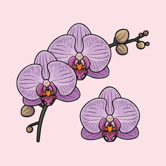 Beautiful pink orchid flowers in bloom isolated on a tropical branch