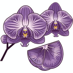 Pink Orchid Flower on White Background