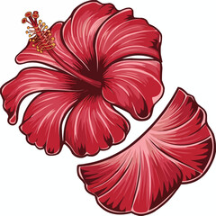 Red Hibiscus Flower Vector Illustration on White Background