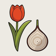Tulip and Onion: A graphic illustration of a vibrant red tulip alongside a detailed cross-section of an onion, showcasing their unique forms and structures.