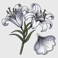 Elegant Lily Illustration: A meticulously crafted illustration showcases the delicate beauty of white lilies, their petals unfurling in graceful detail, embodying purity and sophistication. 