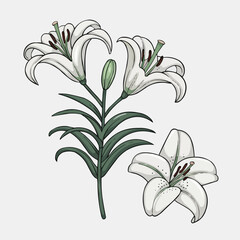 Elegant Lily Trio: A delicate illustration of three graceful white lilies, their petals pristine, contrasted by lush green leaves, exuding a sense of purity and elegance.