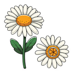 Botanical Duo: Two charming daisies stand out with their vibrant petals, the illustration emphasizes freshness and organic aesthetics. 