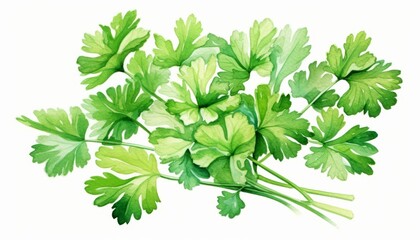 Obraz premium Watercolor coriander leaves on white background clip art illustration.