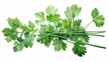 Watercolor coriander leaves on white background clip art illustration.