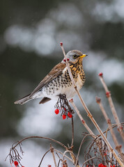 bird on a branch