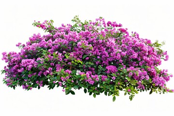 Buisson de plantes et fleurs, isolé sur fond blanc, plantes pour intégration graphique arrière plan découpé, 