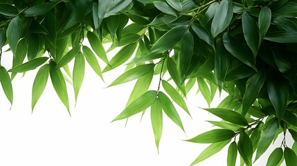 Obraz premium Lush Green Bamboo Leaves Overhead on a White Background, Tranquil Ambiance