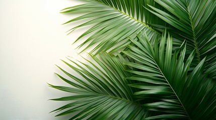 Obraz premium Green Palm Leaves Background with Copy Space for Tropical Design
