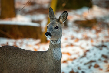 Sarna portret w lesie  © Adrian