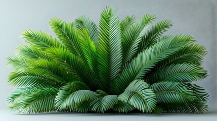 Lush Tropical Palm Bush with Vivid Green Fronds on Neutral Background