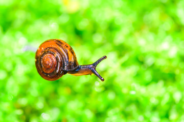 Macro Series : A snail with blurred background