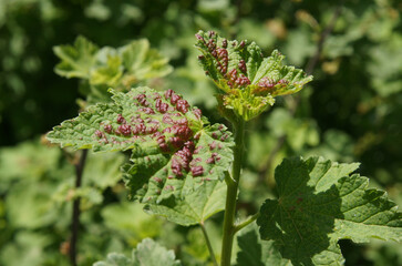 Fungal disease of currants