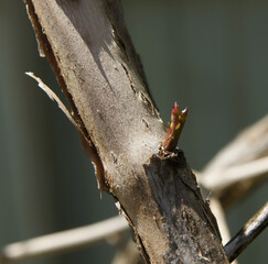 The first shoots of trumpet creeper (Campsis)