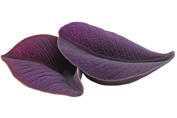 Purple leaves on a white isolate background