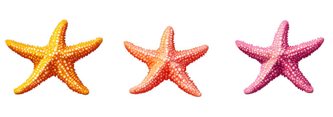 Colorful starfish trio displayed on transparent background with cactus-like texture