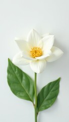 Close-up of a delicate white gardenia, stark white background, spa, decoration