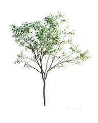 Obraz premium Tree with lush green foliage, white isolated background