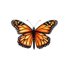 Naklejka premium Elegant Monarch Butterfly on a Minimalist White Background