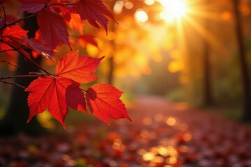 Fototapeta premium Golden sunlight through red and gold autumn leaves, goldenhour, flora, autumnleaves