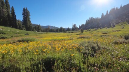 Sunny Meadow Valley, Mountain Scenery, Peaceful Landscape, Background of a Mountain Valley with Wildflowers. Possible use for stock photo