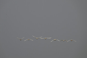 birds in flight