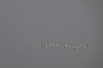 birds in flight