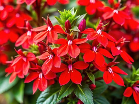 Top View Red Bush Flowers Lobelia Cardinalis Speciosa With Green Leaves