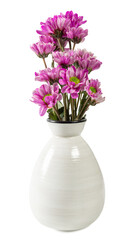 A centered shot of pink chrysanthemum flowers in a white ceramic vase against a white background.