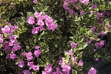 pink flowers in the garden