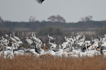 pelicans in flight