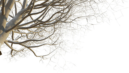 Acer pseudoplatanus winter tree corner 4k png cutout isolate background