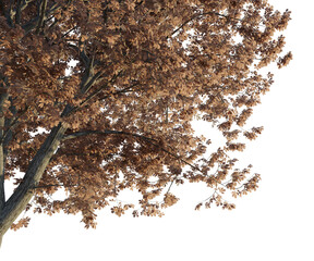 Aesculus hippocastanum autumn tree corner 4k png cutout transparent background