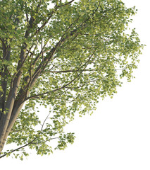 Acer pseudoplatanus tree corner 4k png cutout transparent background