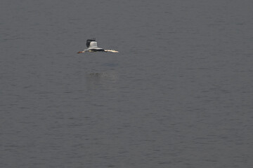 Naklejka premium seagull in the water