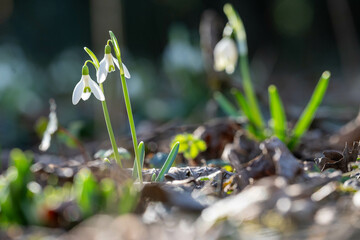 Schneeglöckchen im Garten