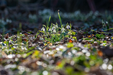 Schneeglöckchen im Garten