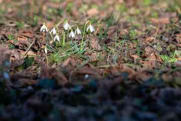 Schneeglöckchen im Garten