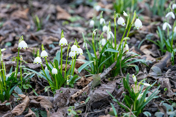 Schneeglöckchen im Garten