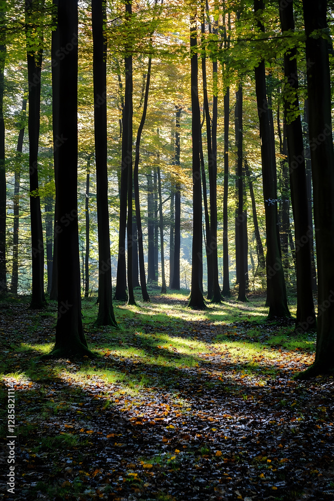 Aufkleber Tranquil Forest Pathway with Sunlight Filtering through Tall Trees in Autumn Setting : Generative AI