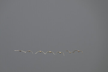 birds in flight