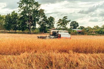 Fototapeta premium Combine harvesting rice with cutting it in a golden field during early morning light in rural farmland. Machine working and rice growth.